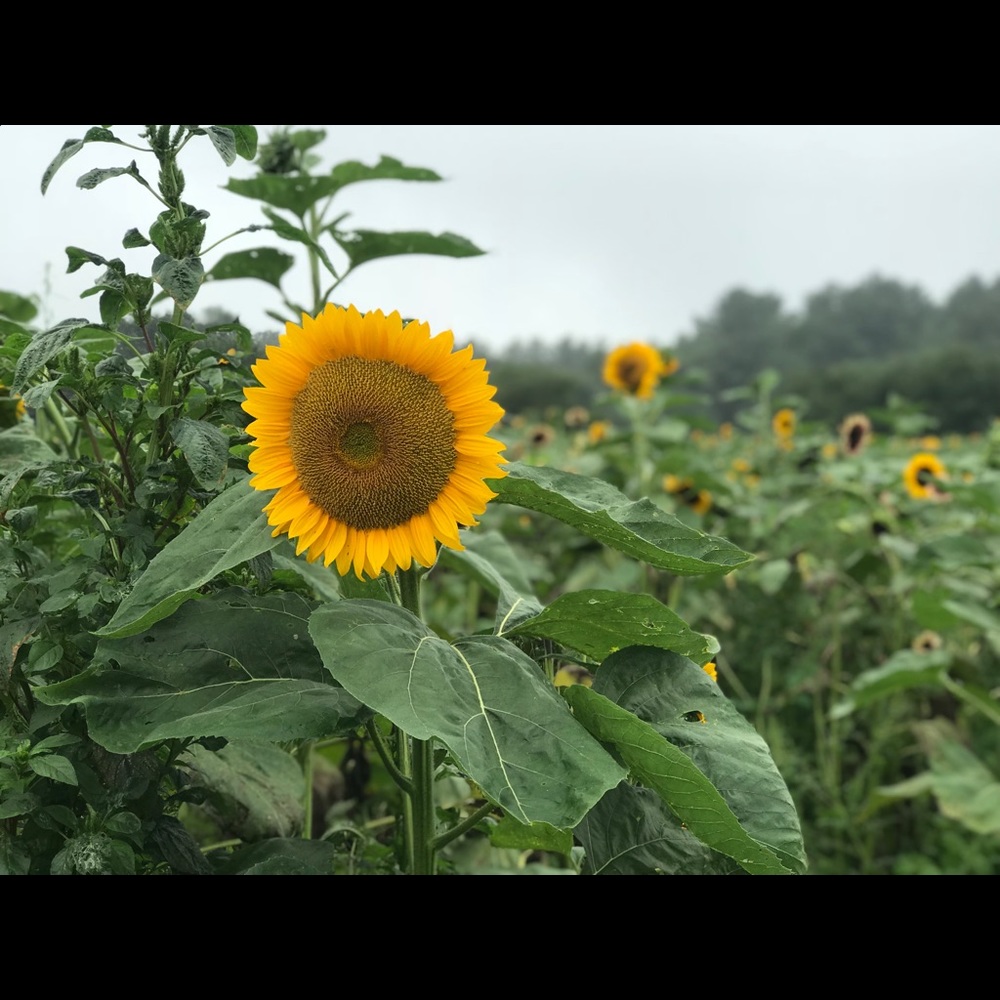 Meet your Posher, Chloe